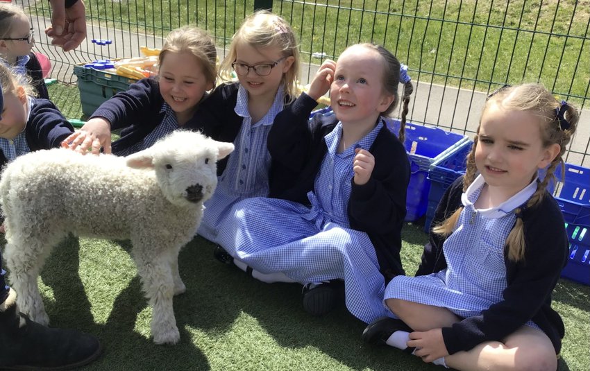 Image of Ronnie the Lamb Visits Reception